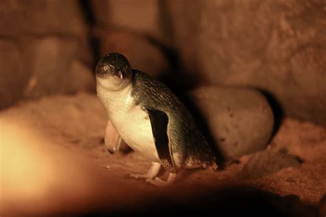 Wild Tamar Low Head Penguin Tours
