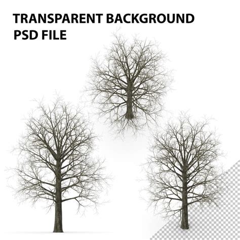 Naked Trees Psd 300 High Quality Free Psd Templates For Download