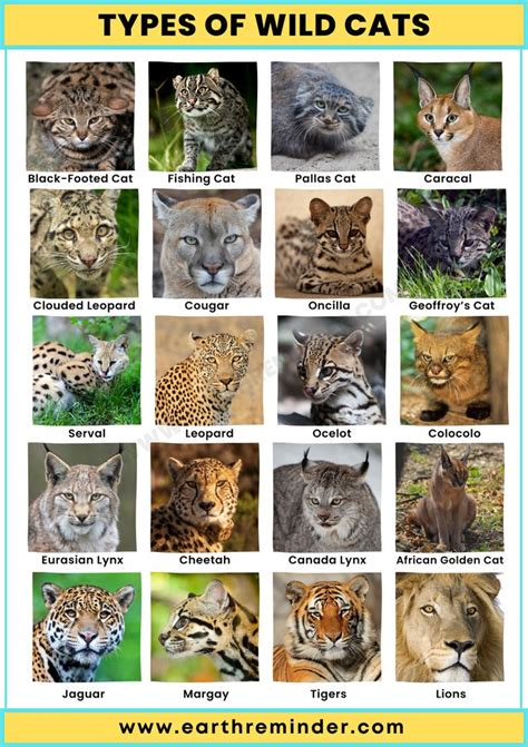 Discover Different Types Of Wild Cats