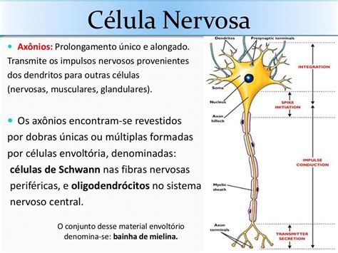 Célula Nervosa Pronto Mesmo