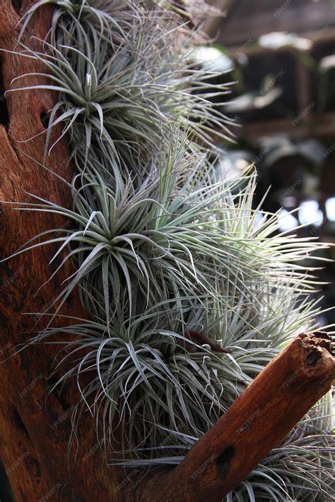 Premium Photo | Air plants Tillandsia creative minimal gardening concept