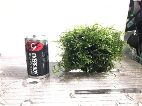 Weeping Moss Vesicularia Ferriei Aquatic Plant Aquarium Furniture