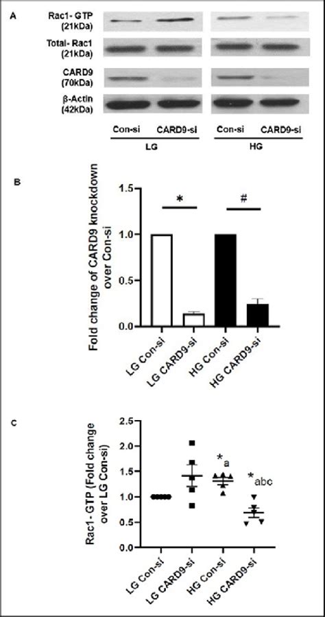 Sirna Mediated Knockdown Of Card Inhibits High Glucose Induced