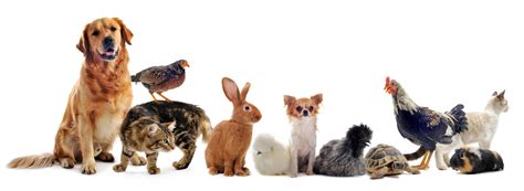 petcarers cares   domestic pets  horses pets pet emergency