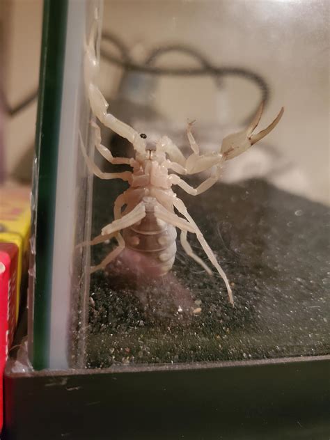 What Is The Sex Of This Scorpion R Scorpions