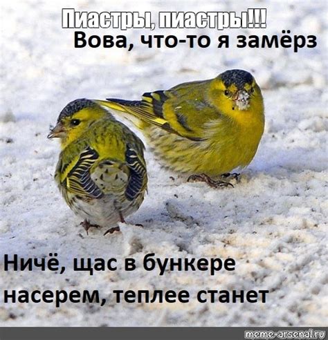 Создать мем "мелкий чиж, чиж зимой, птицы" - Картинки - Meme-arsenal.com