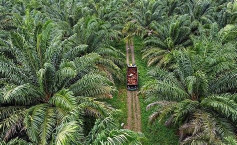 Alamak Ratusan Ha Kebun Sawit SDA Group Diduga Berada Di Cagar Biosfer