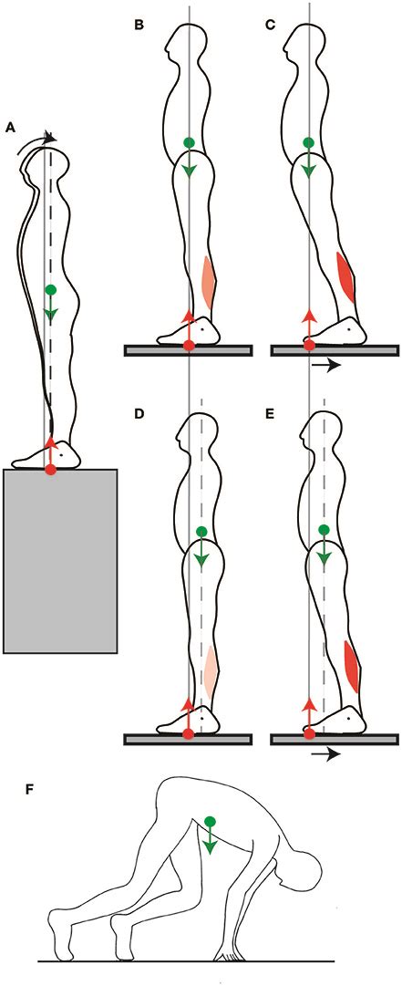 Frontiers Mobility As The Purpose Of Postural Control