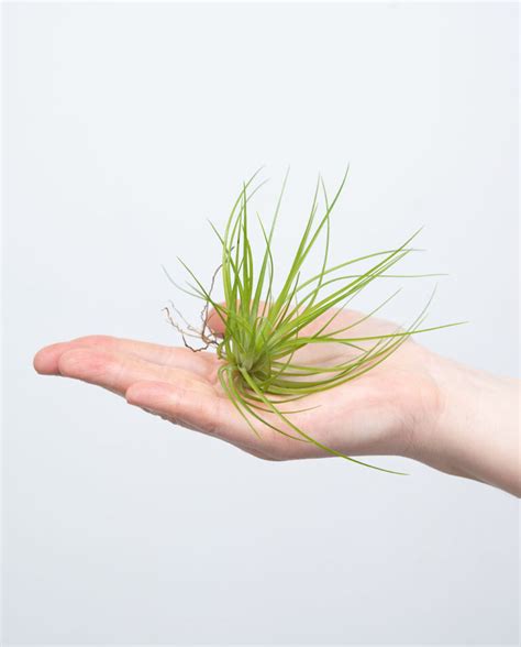 Tillandsia Globosa Online Kaufen Farnwerk Design Lebt