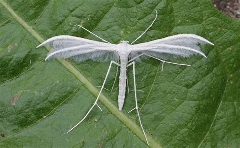 Paul Chapman On Twitter A Wednesday Educational Moth Event Was A