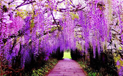 Wisteria Wallpapers Wallpaper Cave