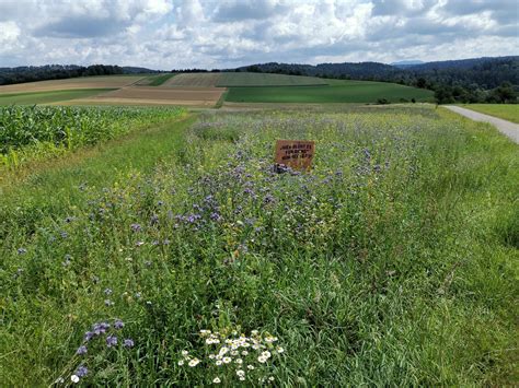 Visselh Veder Hummelbl Te Netzwerk Bl Hende Landschaft