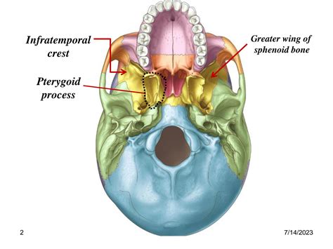 SOLUTION: Temporal and infratemporal fossa anatomy - Studypool