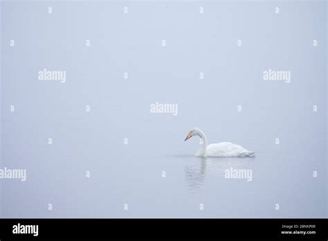 Whooper Swan Cygnus Cygnus On Misty Loch Isle Of Skye Scotland Uk