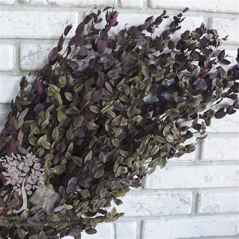 Эвкалипт Парвифолия (сухоцвет) купить в интернет-магазине Ярмарка ...