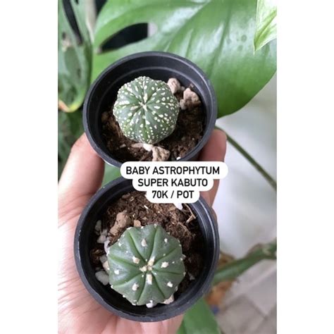 Jual Kaktus Astrophytum Asterias Mini Shopee Indonesia