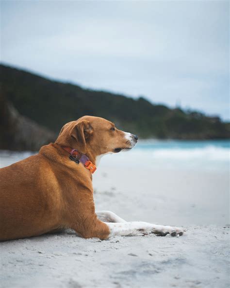 Nomes Para Cachorro Vira-lata - Nomes para Cachorro Vira Lata Caramelo - Gerador de Nomes