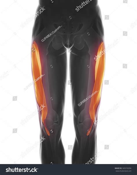 Groin Strain: Over 89 Royalty-Free Licensable Stock Illustrations