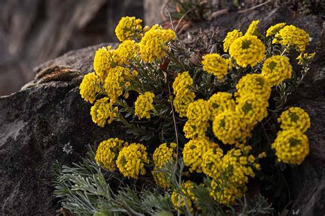 How To Grow And Care For Mountain Alyssum Gardeners Path