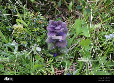 Ajuga Pyramidalis Wild Flowers Stock Photo Alamy