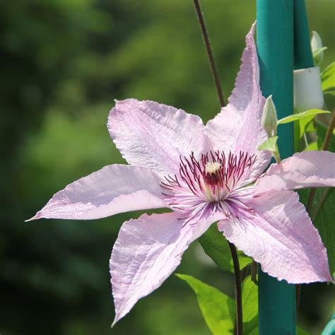 Clematis Pink Fantasy 75-85cm - One Click Plants