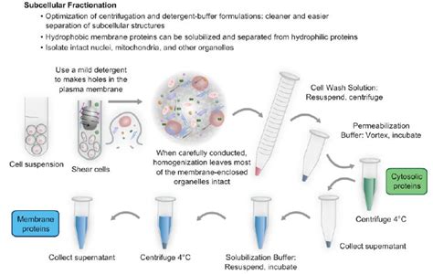 Cell Fractionation And Organelle Isolation Thermo Fisher Scientific Cn