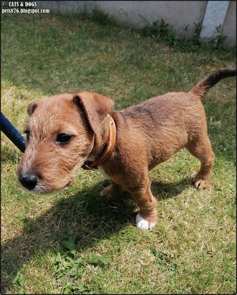 Cats and Dogs: Mr Dodge Lakeland Terrier
