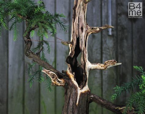 Cryptomeria Japonica Japanese Cedar Bonsai Bonsai4me