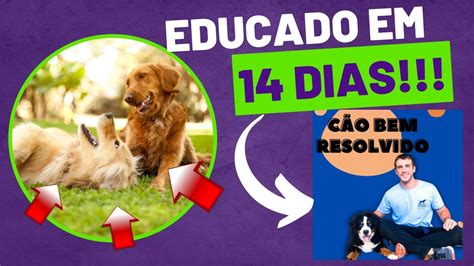 Curso CAO BEM RESOLVIDO Bernardo Adestra Curso Cão Bem Resolvido