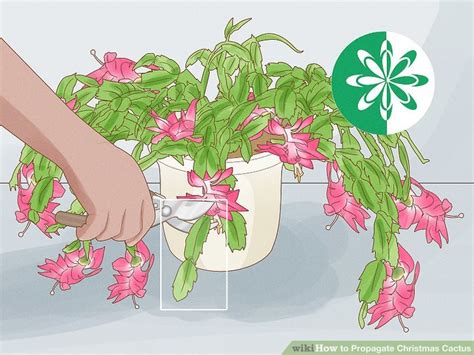 3 Ways To Propagate Christmas Cactus Wikihow