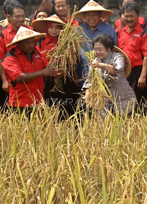 PANEN PADI | ANTARA Foto