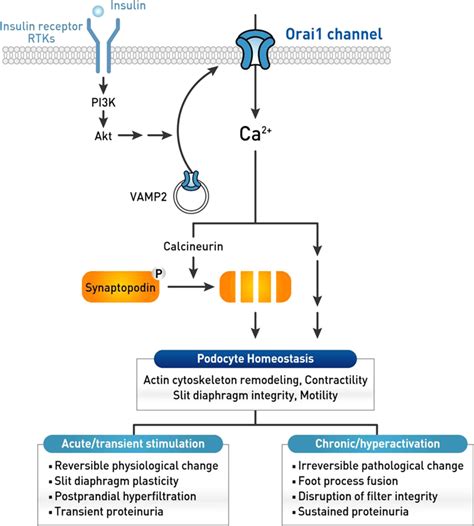 working model   effect  insulin signaling  podocyte
