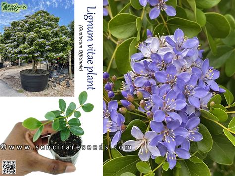 Lignum vitae plant (Guaiacum Officinale ) Heaviest Wood