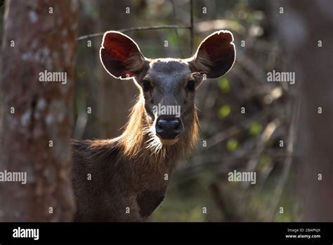 Sambar antlers hi-res stock photography and images - Alamy