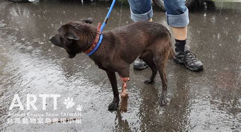 台灣動物緊急救援小組 救援後續 高雄遭山豬吊扯爛腿見骨浪浪