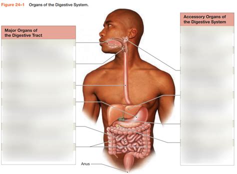 Digestive System Overview Diagram Quizlet