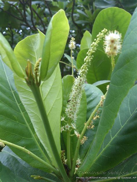 Medicinal Plants: Terminalia catappa Badam Sara Paruppu Indian almond