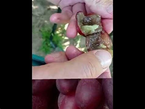 @Кишмиш Велетень смачний цікавий виноград - YouTube