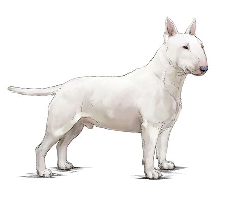 Bull Terrier Royal Canin Fr