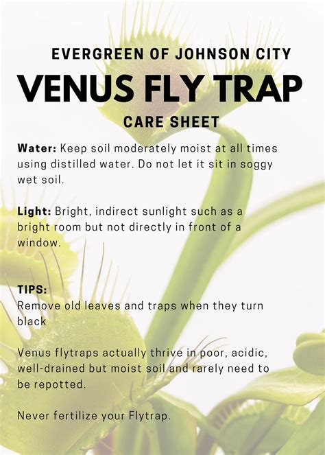 how to take care of venus fly traps 2