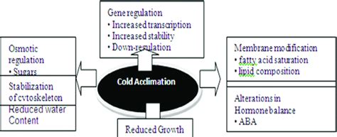 Cold Acclimation Induces Changes In Cellular Processes Different