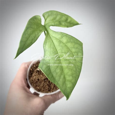 Monstera Blue Spiderman - exoticplantshop.org