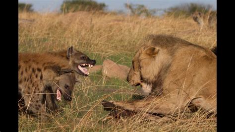Lion vs Hyenas: Original uncut epic battle - YouTube