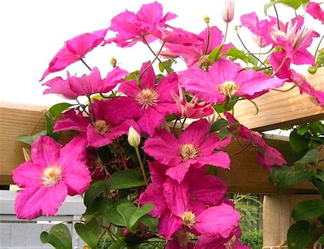 Клематис 'Эрнест Маркхэм' / Clematis 'Ernest Markham' - Ландшафтная ...