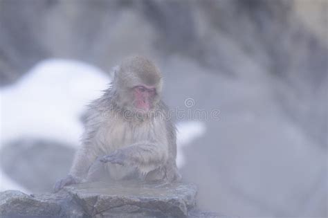 Baby Snow Monkey Soaking In The Hot Water Spring At Snow Monkey Park Nagano Stock Image Image