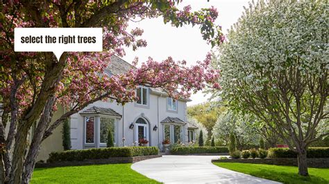 Curb Appeal Trees Enhancing Your Front Yard Wilson Exteriors