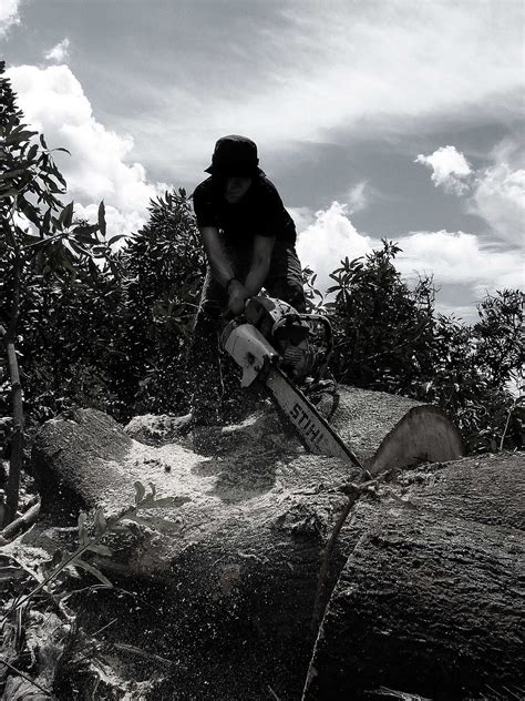 Forest Illegal Logging In Indonesia Same With "HARAKIRI"