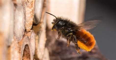 Wildbienen Biohelp