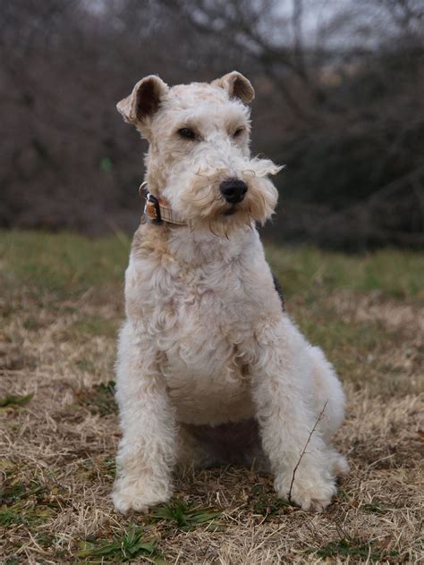 Wire Fox Terrier Serious Face