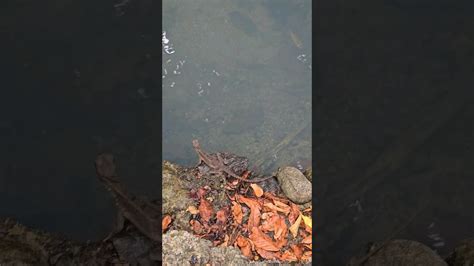 Basilisco Hembra Caminado Sobre El Agua Manuel Antonio Costa Rica